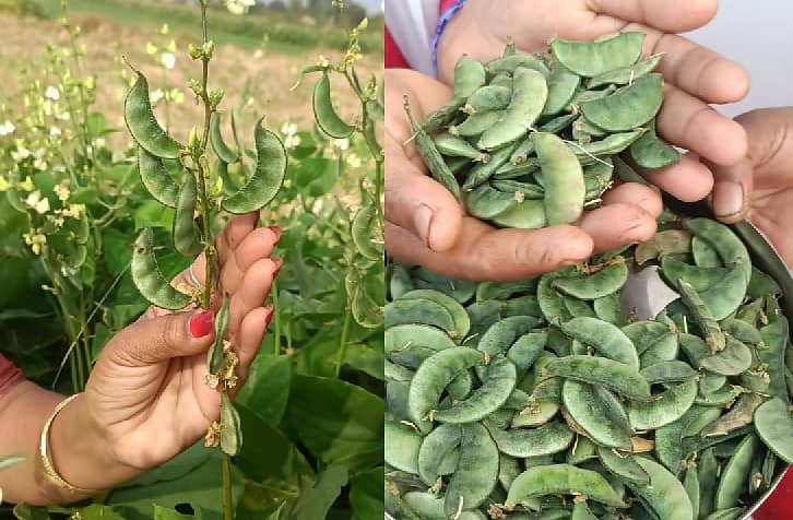 <div class="paragraphs"><p> ಗದ್ದೆ ಅವರೆ </p></div>