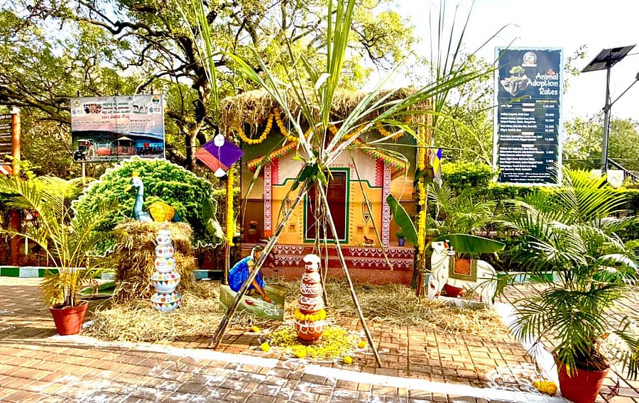 ಗದಗ ತಾಲ್ಲೂಕಿನ ಬಿಂಕದಕಟ್ಟಿ ಮೃಗಾಲಯದಲ್ಲಿ ಹಬ್ಬದ ಅಂಗವಾಗಿ ಹಾಕಿರುವ ಸಂಕ್ರಾಂತಿ ಸೆಟ್‌