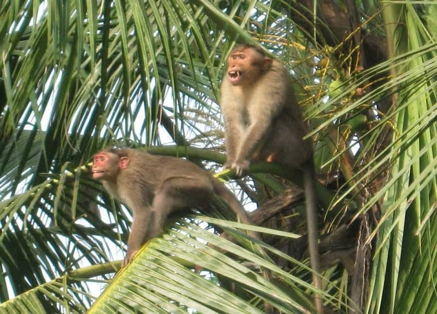 <div class="paragraphs"><p>ತೆಂಗಿನ ಮರದಲ್ಲಿ ಬೀಡುಬಿಟ್ಟಿರುವ ಮಂಗಗಳು</p></div>