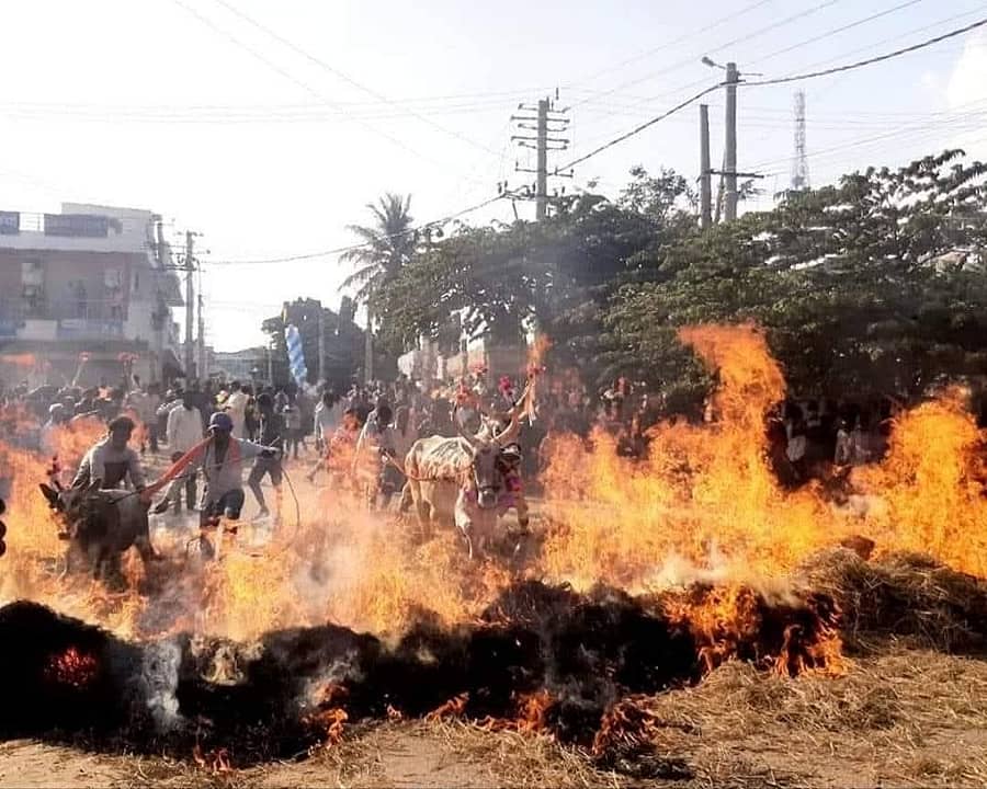 ತಿ.ನರಸೀಪುರ ಪಟ್ಟಣದಲ್ಲಿ ಮಕರ ಸಂಕ್ರಾಂತಿಯ ಅಂಗವಾಗಿ ರಾಸುಗಳನ್ನು ಕಿಚ್ಚು ಹಾಯಿಸಲಾಯಿತು