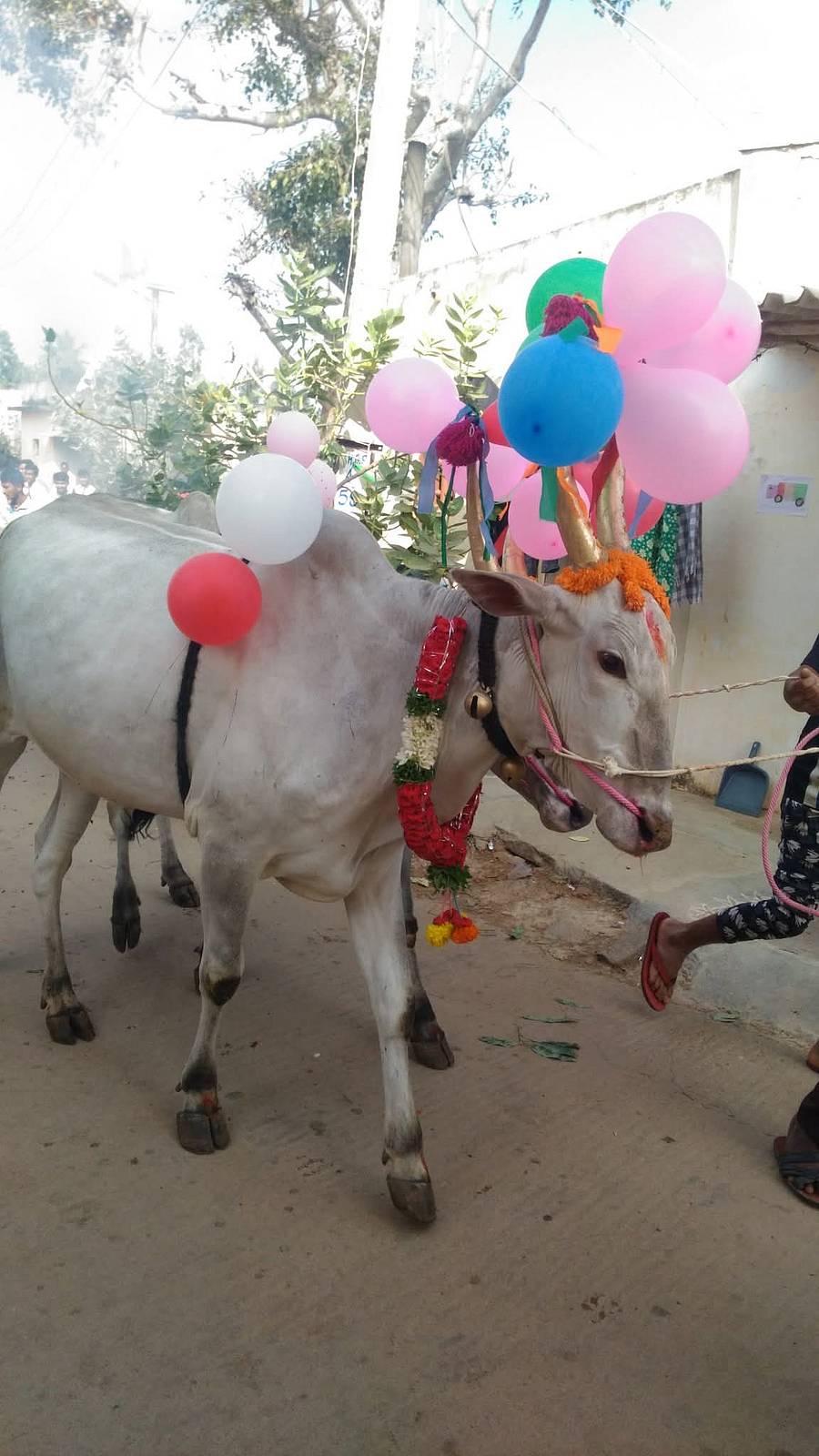 ಬಂಗಾರಪೇಟೆ ತಾಲ್ಲೂಕಿನ ಬತ್ತಲಹಳ್ಳಿ ಗ್ರಾಮದಲ್ಲಿ ರಾಸುಗಳ ಓಟಕ್ಕೆ ಸಿದ್ಧಗೊಂಡಿದ್ದ ಎತ್ತುಗಳು