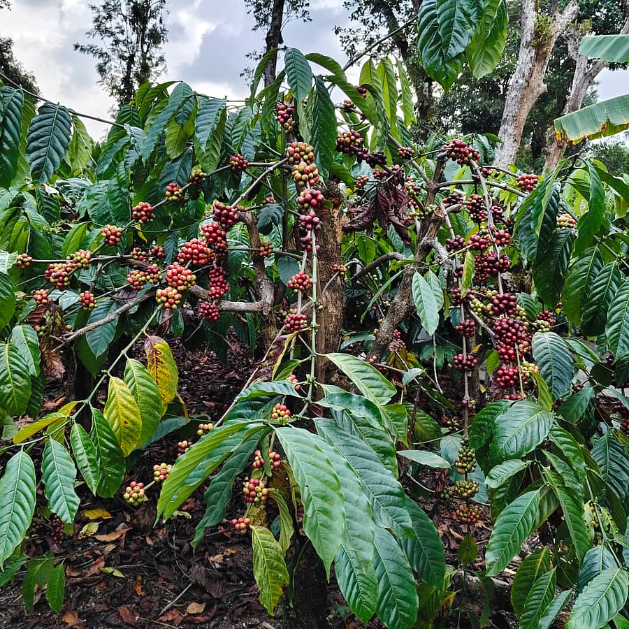 ಹೆತ್ತೂರು ಭಾಗದಲ್ಲಿ ಕಾಫಿ ಹಣ್ಣಾಗಿದ್ದು, ಕಾರ್ಮಿಕರ ಕೊರತೆಯಿಂದ ಕೊಯ್ಲು ಆಗದೇ ಉಳಿದಿದೆ.