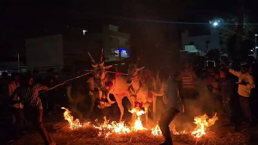 ದೇವನಹಳ್ಳಿ ತಾಲ್ಲೂಕಿಬ ರಾಯಸಂದ್ರ ಗ್ರಾಮದಲ್ಲಿ ಮಕರ ಸಂಕ್ರಾಂತಿ ಅಂಗವಾಗಿ ಗೋವುಗಳಿಗೆ ಪೂಜೆ ಸಲ್ಲಿಸಿ ಕಿಚ್ಚಾಯಿಸಿದರು 