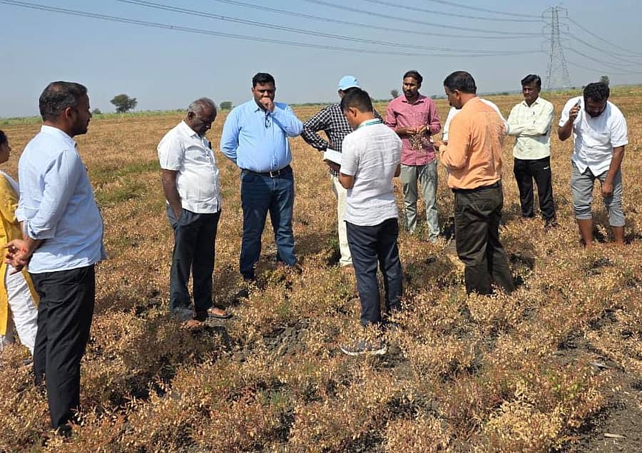 ಕುಕನೂರು ತಾಲ್ಲೂಕಿನ ತಳಕಲ್ ಗ್ರಾಮದ ಹೊಲದಲ್ಲಿನ ಕಡಲೆ ಬೆಳೆಯನ್ನು ಅಧಿಕಾರಿಗಳು ಪರಿಶೀಲಿಸಿದರು