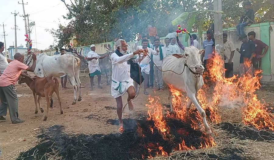 ಸಂಕ್ರಾಂತಿ ದಿನವಾದ ಗುರುವಾರ ಯಳಂದೂರು ತಾಲ್ಲೂಕಿನ ಹೊನ್ನೂರಿನಲ್ಲಿ ರೈತರು ಎತ್ತುಗಳನ್ನು ಕಿಚ್ಚು ಹಾಯಿಸಿದರು
