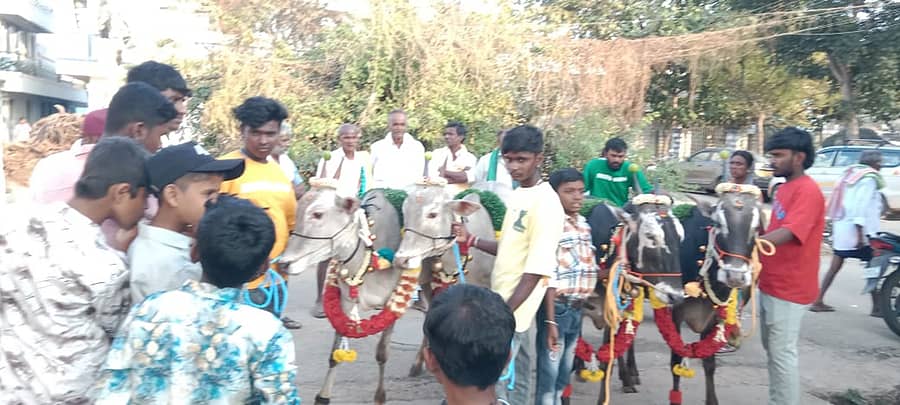 ಚಿಂತಾಮಣಿಯ 31ನೇ ವಾರ್ಡ್ ತಿಮ್ಮಸಂದ್ರದಲ್ಲಿ ಸಂಕ್ರಾಂತಿ ಅಂಗವಾಗಿ ಗುರುವಾರ ರಾಸುಗಳ ಮೆರವಣಿಗೆ ನಡೆಯಿತು