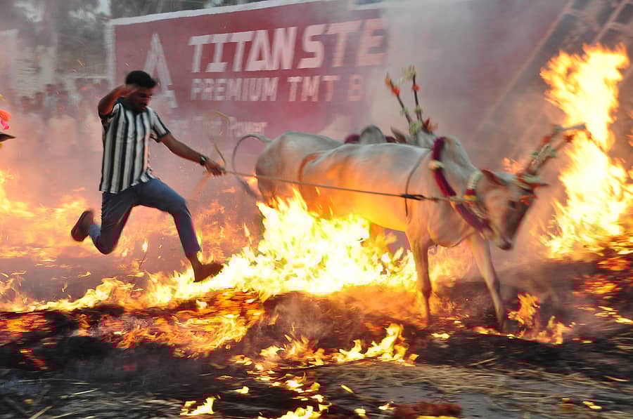 ಮಂಡ್ಯ ತಾಲ್ಲೂಕಿನ ಚಿಕ್ಕಮಂಡ್ಯ ಗ್ರಾಮದಲ್ಲಿ ಯುವಕನೊಬ್ಬ ರಾಸುಗಳನ್ನು ಕಿಚ್ಚು ಹಾಯಿಸಿದ ದೃಶ್ಯ 
ಪ್ರಜಾವಾಣಿ ಚಿತ್ರ: ಸಂತೋಷ್‌ ಚಂದ್ರಮೂರ್ತಿ