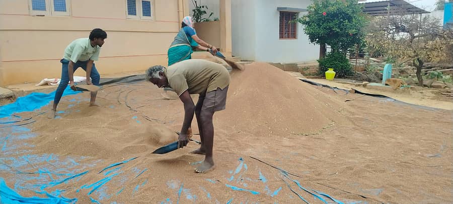 ಬಾಲೆನಹಳ್ಳಿ ಗ್ರಾಮದಲ್ಲಿ ರಾಗಿ ಹಸನು ಮಾಡುತ್ತಿರುವುದು