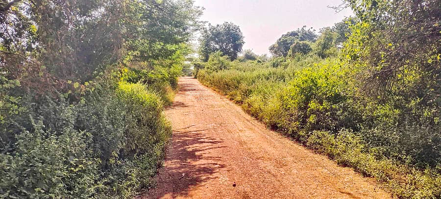 ಹುಲಸೂರು ಸಮೀಪದ ಮೇಹಕರ - ಕೊಂಗಳಿ ಗ್ರಾಮದಿಂದ ಪಟ್ಟಣಕ್ಕೆ ಸಂಪರ್ಕ ಕಲ್ಪಿಸುವ ರಸ್ತೆಯ ಎರಡೂ ಬದಿಗಳಲ್ಲಿ ಮುಳ್ಳು ಕಂಟಿ ಬೆಳೆದಿರುವುದು