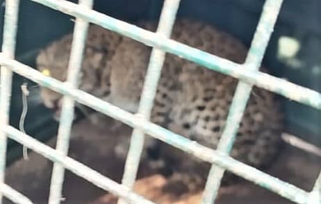 ಬೋನಿಗೆ ಬಿದ್ದ ಚಿರತೆ