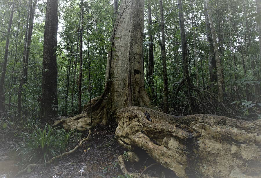 ಬೇಡ್ತಿ ಮತ್ತು ಅಘನಾಶಿನಿ ನದಿ ಕೊಳ್ಳ ಅಧ್ಯಯನ ತಂಡದ ಸದಸ್ಯರು ಗುರುತಿಸಿದ ರಾಮಪತ್ರೆ ಜಡ್ಡಿ ಕಾಡು 