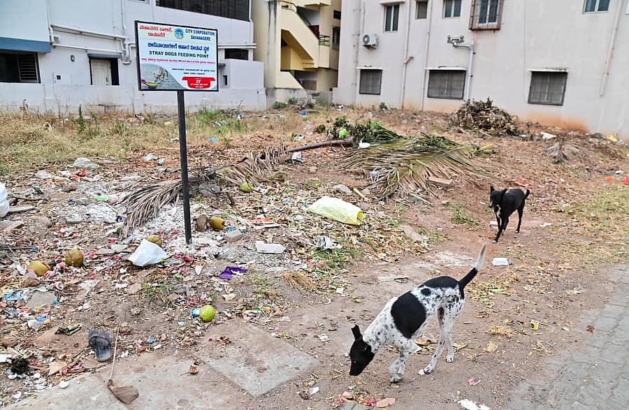 ದಾವಣಗೆರೆಯ ಪಿ.ಜೆ ಬಡಾವಣೆಯಲ್ಲಿ ಮಹಾನಗರ ಪಾಲಿಕೆ ಸಿಬ್ಬಂದಿ ಬೀದಿನಾಯಿಗಳ ‘ಫೀಡಿಂಗ್ ಪಾಯಿಂಟ್’ಗೆ ಸ್ಥಳ ಗುರುತಿಸಿ ಅಳವಡಿಸಿರುವ ಫಲಕ –ಪ್ರಜಾವಾಣಿ ಚಿತ್ರ/ ಸತೀಶ್ ಬಡಿಗೇರ
