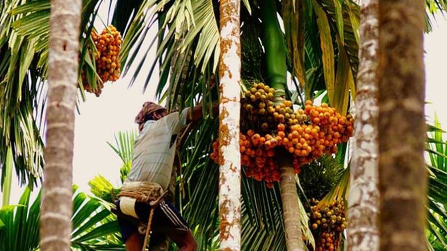 ಶಿರಸಿ ತಾಲ್ಲೂಕಿನ ಗ್ರಾಮೀಣ ಭಾಗದಲ್ಲಿ ಕೊನೆ ಕೊಯ್ಲು ಮಾಡುತ್ತಿರುವ ಕಾರ್ಮಿಕ