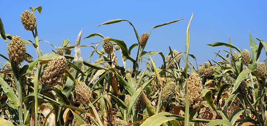 ಜೋಳ–ಸಾಂದರ್ಭಿಕ ಚಿತ್‌ರ