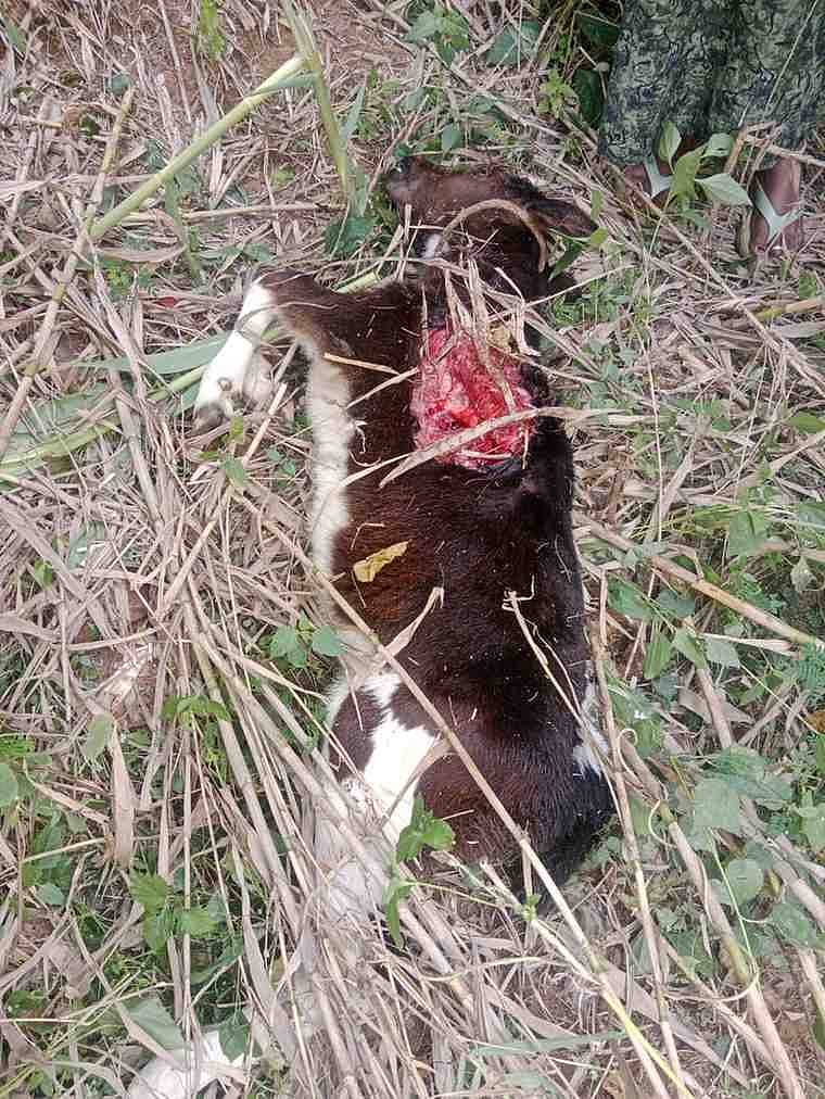 Eledoddy: Calf killed in leopard attack