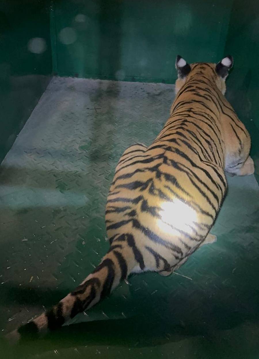 ಚಾಮರಾಜನಗರ ತಾಲ್ಲೂಕು ನಂಜೇದೇವನಪುರ ಗ್ರಾಮದ ಬಳಿ ಗುರುವಾರ ರಾತ್ರಿ ಸೆರೆ ಸಿಕ್ಕ ಹೆಣ್ಣು ಹುಲಿ ಮರಿ