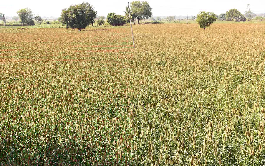 ಯಾದಗಿರಿ ತಾಲ್ಲೂಕಿನ ಕಟಗಿ ಶಹಾಪುರ ಗ್ರಾಮದ ಜಮೀನಿನಲ್ಲಿನ ಸಜ್ಜೆ ಬೆಳೆ