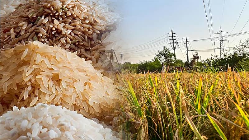 <div class="paragraphs"><p>ಅಕ್ಕಿ ಹಾಗೂ ಭತ್ತ</p></div>