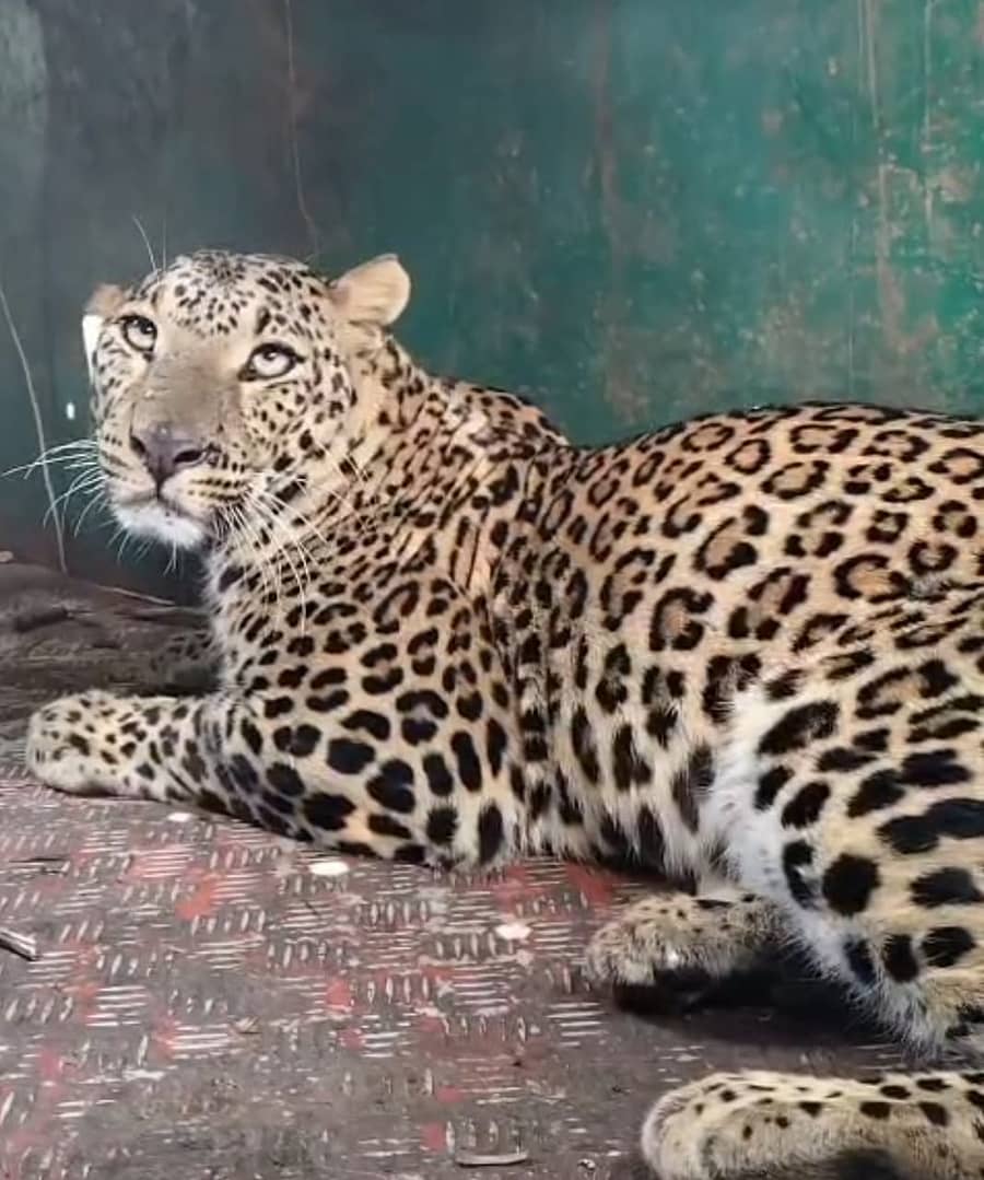 <div class="paragraphs"><p> ಚಿರತೆ</p></div>