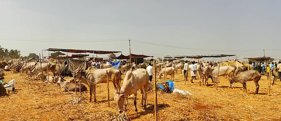 ಕ್ಯಾಮೇನಹಳ್ಳಿ ಜಾತ್ರೆಯಲ್ಲಿ ರಾಸುಗಳು