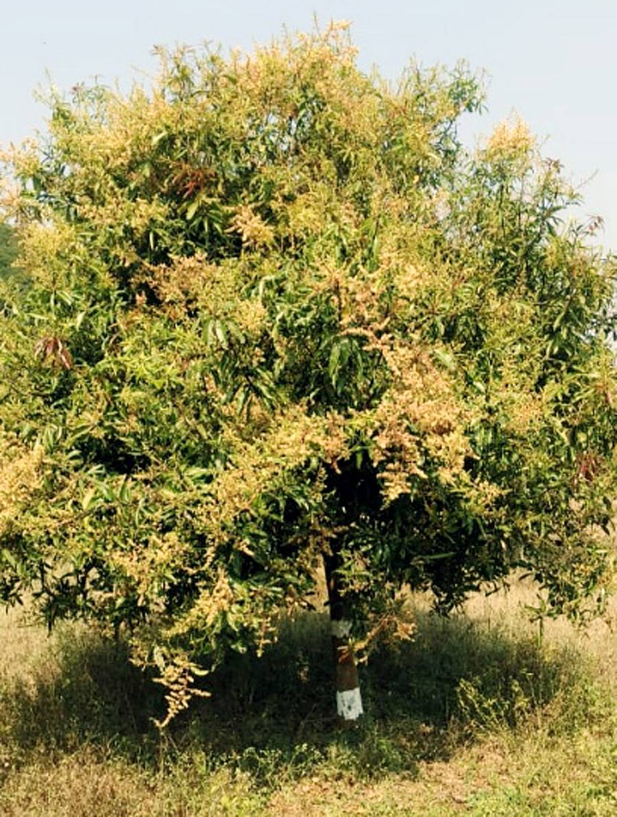 ಯಳಂದೂರು ತಾಲ್ಲೂಕಿನ ಕೆಸ್ತೂರು ತೋಟದ ಮಾವಿನ ಮರವೊಂದರಲ್ಲಿ ಸಮೃದ್ಧವಾಗಿ ಹೂ ಅರಳಿದೆ