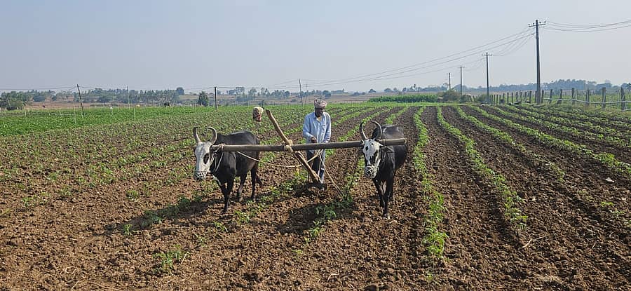 ಚಿಕ್ಕಮಗಳೂರು ತಾಲ್ಲೂಕಿನ ಮಾಗಡಿ ಬಳಿ ರೈತರೊಬ್ಬರು ಟೊಮೆಟೊ ಬೆಳೆಯಲ್ಲಿ ಕಳೆ ತೆಗೆಯಲು ಕುಂಟೆ ಬೇಸಾಯ ಮಾಡುತ್ತಿರುವುದು