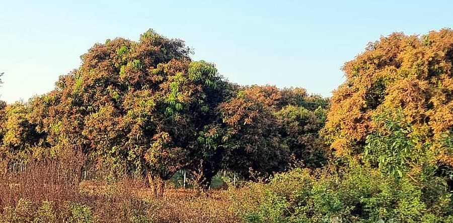 ಶಿಕಾರಿಪುರ ತಾಲ್ಲೂಕಿನ ಜಕ್ಕನಹಳ್ಳಿ ಗ್ರಾಮದ ಮಾವಿನ ಮರದಲ್ಲಿ ಹೂವುಗಳೊಂದಿಗೆ ಕಂಗೊಳಿಸುತ್ತಿರುವ ಮಾವಿನ ಮರಗಳು