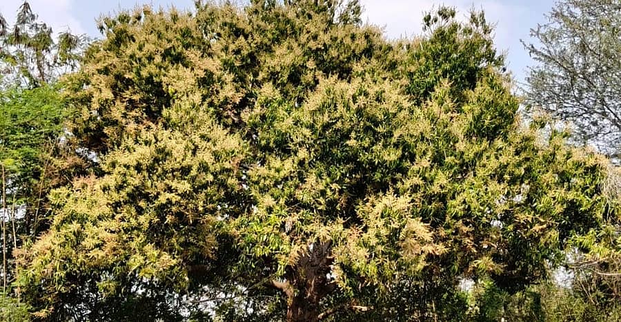 ಲಕ್ಷ್ಮೇಶ್ವರ ತಾಲ್ಲೂಕಿನ ದೊಡ್ಡೂರು ಗ್ರಾಮ ಪಂಚಾಯ್ತಿ ವ್ಯಾಪ್ತಿಯ ತೋಟವೊಂದರಲ್ಲಿ ಹೂವಿನ ರಾಶಿ ಹೊತ್ತು ನಿಂತಿರುವ ಮಾವಿನ ಮರ