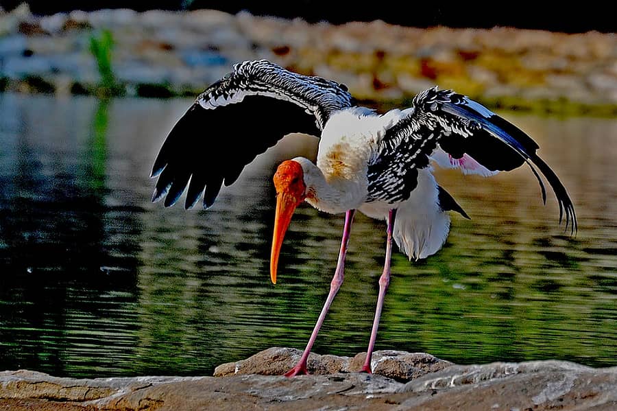 ಕಲಬುರಗಿಯ ಕಲಾವಿದ ಎಂ.ಡಿ.ಮಿಣಜಗಿ ಅವರ ಬಣ್ಣದ ಕೊಕ್ಕರೆಯ ಹಕ್ಕಿ ಚಿತ್ರ