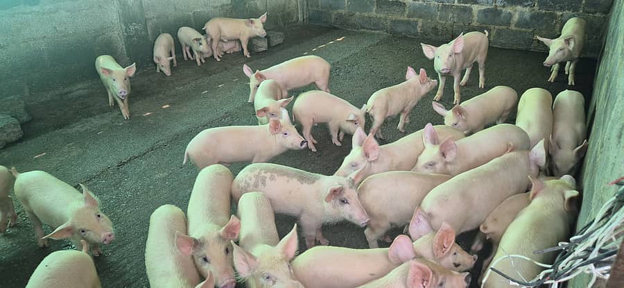 ಗಂಗಾವತಿ ತಾಲ್ಲೂಕಿನ ಬಸಾಪಟ್ಟಣ ಮತ್ತು ದಾಸನಾಳ ಗ್ರಾಮದ ಮಧ್ಯದ ಜಮೀನಿನಲ್ಲಿ ವೆಂಕಟೇಶ ಅವರು ಸಾಕಣೆ ಮಾಡಿದ ಹಂದಿಗಳು 