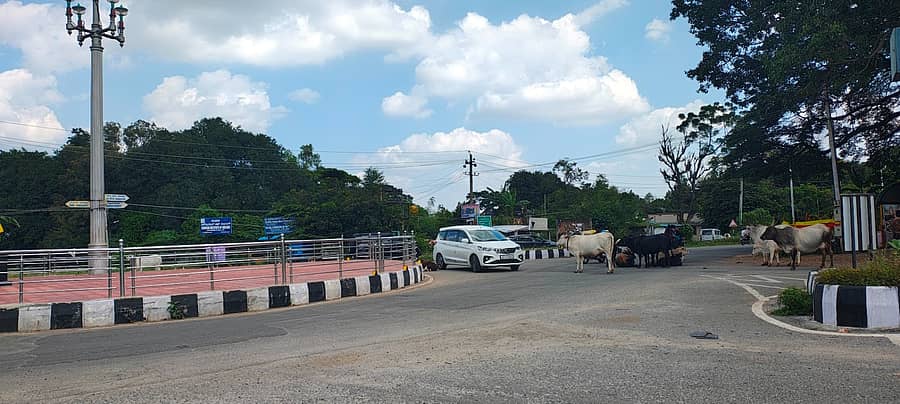 ಕೆಜಿಎಫ್‌ ಫೈಲೈಟ್ಸ್‌ ವೃತ್ತವನ್ನು ಸುತ್ತುವರೆದಿರುವ ಬಿಡಾಡಿ ದನಗಳು