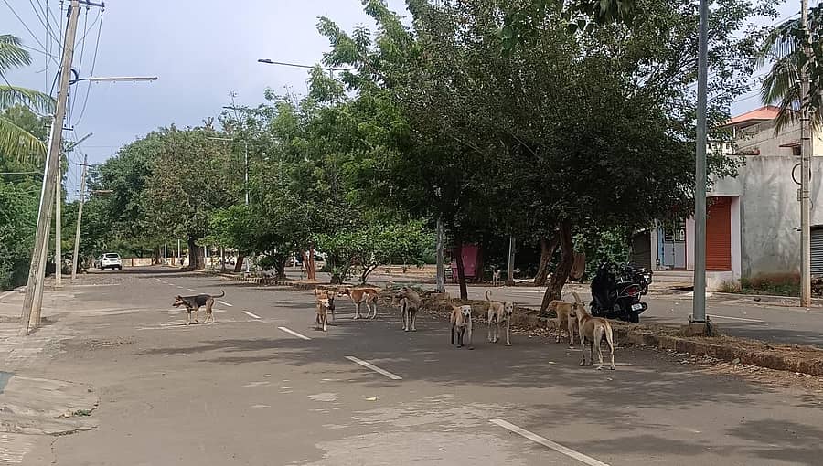 ಬಾಗಲಕೋಟೆಯಲ್ಲಿ ಕಂಡು ಬಂದ ಬೀದಿ ನಾಯಿಗಳ ಹಿಂಡು