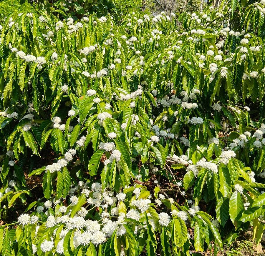 ಮೂಡಿಗೆರೆ ತಾಲ್ಲೂಕಿನ ತಳವಾರ ಗ್ರಾಮದಲ್ಲಿ ಕಳೆದ ವಾರ ಸುರಿದ ಮಳೆಗೆ ಹೂವಾಗಿರುವ ಕಾಫಿ