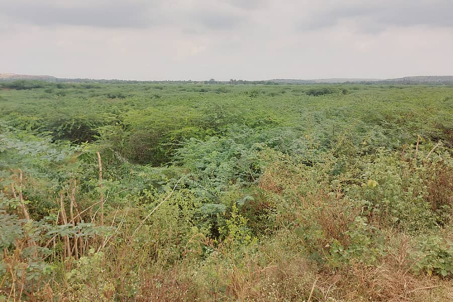 ಬಾದಾಮಿ ಸಮೀಪದ ಕೆಂದೂರ ಗ್ರಾಮದ ಕೆರೆಯಲ್ಲಿ ಸಮೃದ್ಧವಾಗಿ ಆಳೆತ್ತರಕ್ಕೆ ಬೆಳೆದ ಜಾಲಿಗಿಡಗಳು