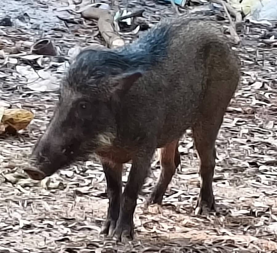 ಗೋಕರ್ಣ ಸಮೀಪ ಗಾಯಗೊಂಡಿದ್ದ ಕಾಡುಹಂದಿ ರಸ್ತೆ ಮೇಲೆ ಕಾಣಿಸಿಕೊಂಡಿತ್ತು