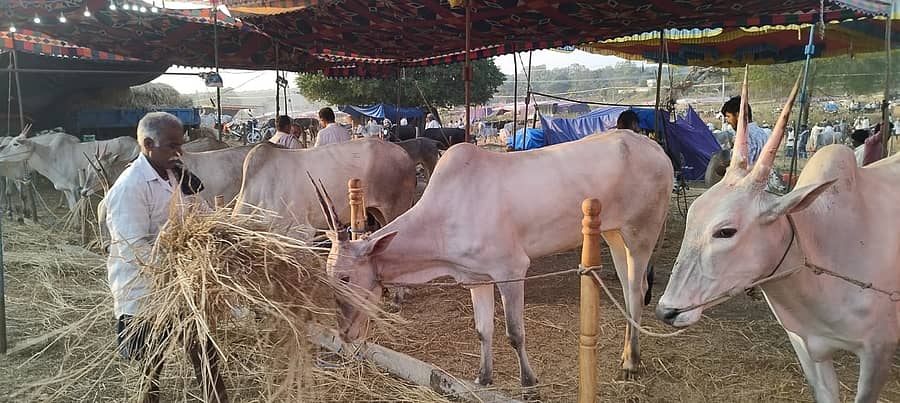 ಕೆ.ಆರ್.ಪೇಟೆ ತಾಲ್ಲೂಕಿನ ಹೇಮಗಿರಿಯಲ್ಲಿ ಈಗ ದನಗಳ ಜಾತ್ರೆ ಮೇಳೈಸಿದ್ದು ಹಳ್ಳಿಕಾರ್, ಅಮೃತ ಮಹಲ್ ಮತ್ತು ದೇಶಿ ತಳಿಗಳು ಮೇಳೈಸಿದೆ