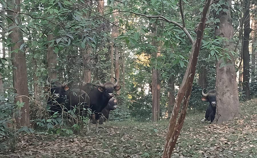 ಬೆಟ್ಟದಮಳಲಿ ಗ್ರಾಮದ ರಾಜೇಶ್ವರಿ ಅವರ ತೋಟದಲ್ಲಿ ಕಾಣಿಸಿಕೊಂಡ ಕಾಡುಕೋಣಗಳ ಹಿಂಡು