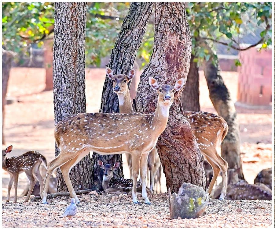 <div class="paragraphs"><p>ದಾವಣಗೆರೆಯ ಇಂದಿರಾ ಪ್ರಿಯದರ್ಶಿನಿ ಕಿರು ಮೃಗಾಲಯದಲ್ಲಿ ನಾಲ್ಕು ಜಿಂಕೆ ಸಾವು</p></div>
