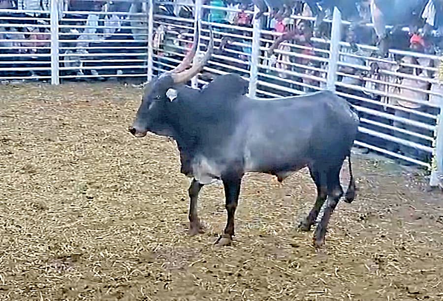  ₹2.32 ಲಕ್ಷಕ್ಕೆ ಹರಾಜಾದ ಅಮೃತ ಮಹಲ್ ಬೀಜದ ಹೋರಿ