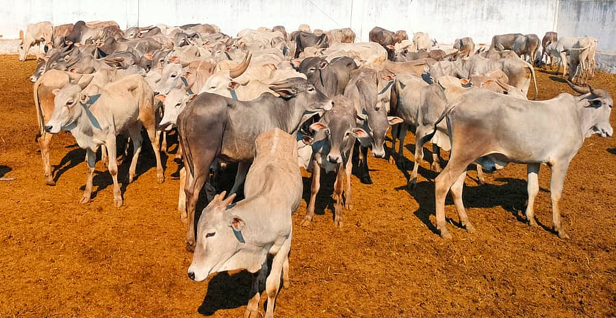 ಬೀರೂರಿನ ಅಮೃತಮಹಲ್ ತಳಿ ಸಂವರ್ಧನಾ ಕೇಂದ್ರದಲ್ಲಿ ಬುಧವಾರ ಹರಾಜಿಗೆ ಒಳಪಟ್ಟ ಅಮೃತಮಹಲ್ ಹೋರಿಕರುಗಳು