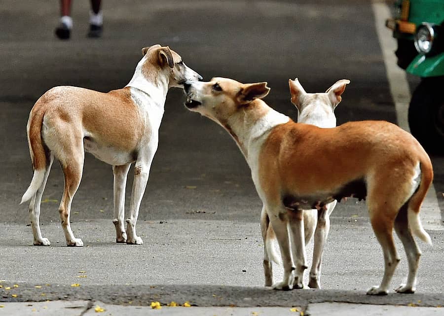 ಸಾಂದರ್ಭಿಕ ಚಿತ್ರ