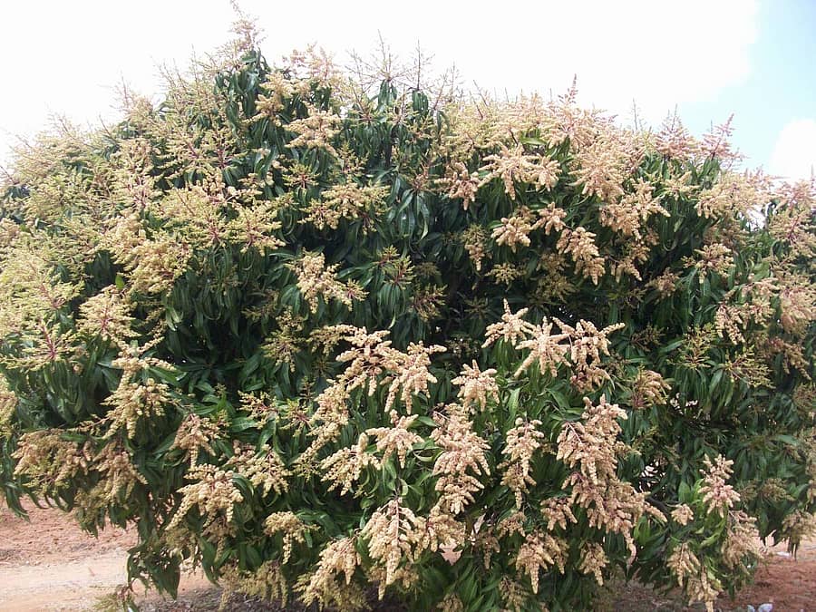 <div class="paragraphs"><p><strong>ಚಿಂತಾಮಣಿ ತಾಲ್ಲೂಕಿನಲ್ಲಿ ಮಾವಿನ ತೋಟವೊಂದರಲ್ಲಿ ಹೂವಿನಿಂದ ಕಂಗೊಳಿಸುತ್ತಿರುವ ಮರ</strong></p></div>