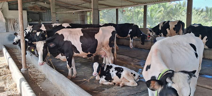 ರಾಣೆಬೆನ್ನೂರು ತಾಲ್ಲೂಕಿನ ಚಳಗೇರಿ ಗ್ರಾಮದ ರೈತ ಮಹಿಳೆ ಸುಮಾ ಬಸವರಾಜ ಹೊಳಿಕಟ್ಟಿ ಅವರು ಸಾಕಿದ ರಾಸುಗಳು