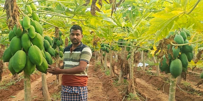 ಇಳಕಲ್ ತಾಲ್ಲೂಕಿನ ಗಾಣದಾಳ ಗ್ರಾಮದ ರೈತ ನರಸಿಂಹ ದೇಸಾಯಿ ಅವರು ಬೆಳೆದ ಪಪ್ಪಾಯಿ 