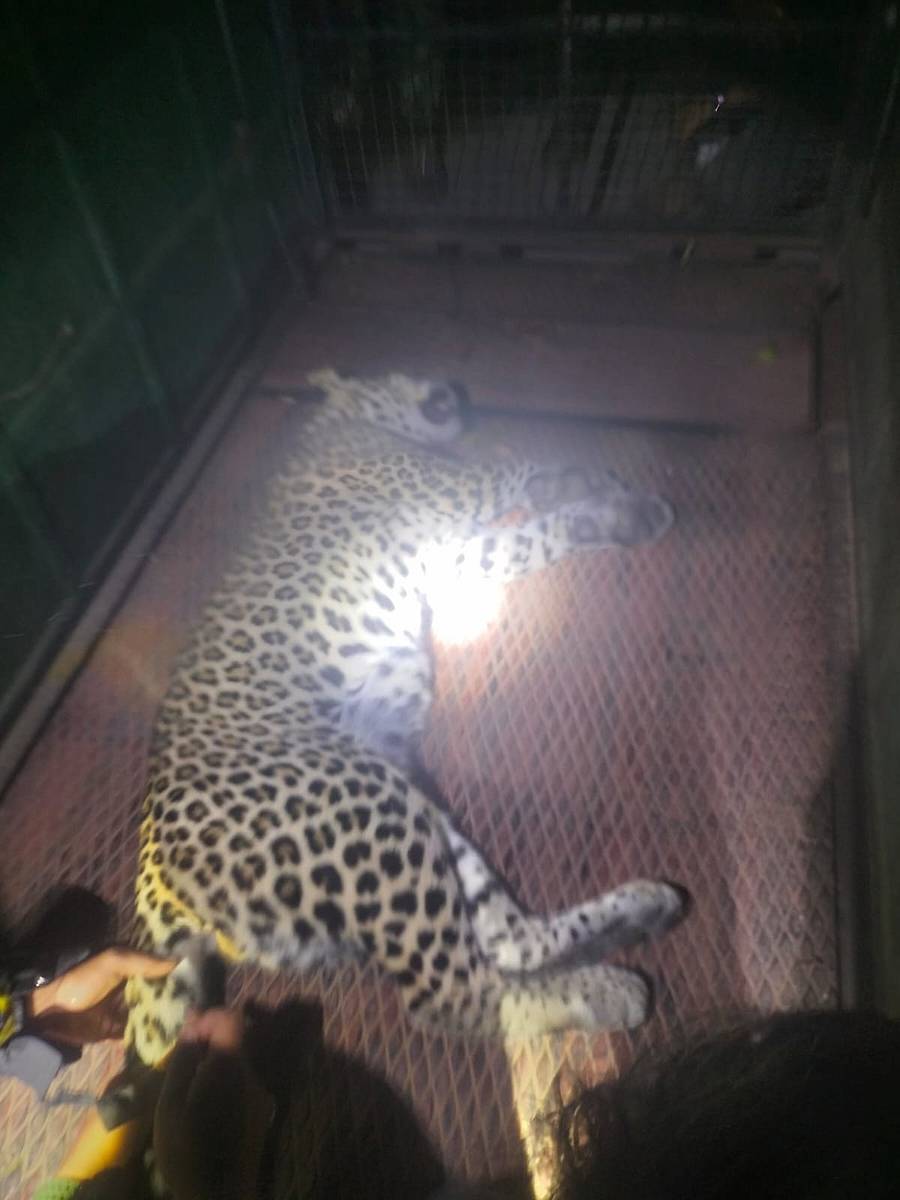 ಸೆರೆ ಹಿಡಿಯಲಾದ ಚಿರತೆ