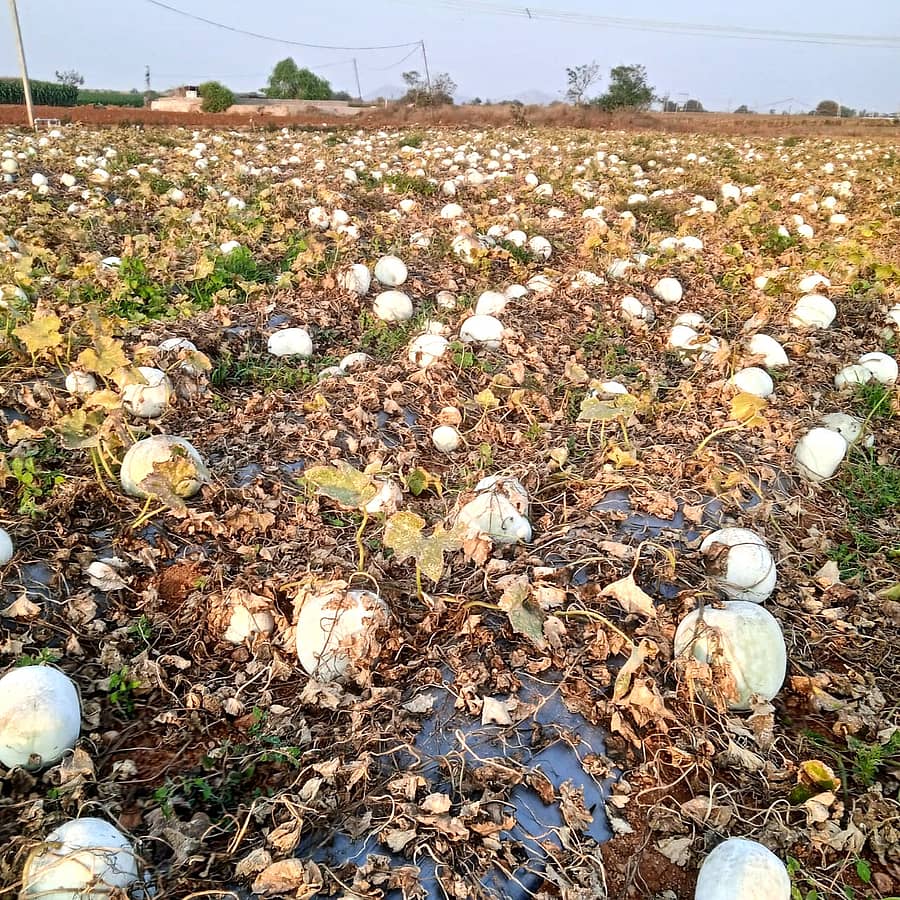 ಮೊಳಕಾಲ್ಮುರು ತಾಲ್ಲೂಕಿನ ರಾವಲಕುಂಟೆ ಬಳಿ ಕಟಾವು ಮಾಡದೇ ತೋಟದಲ್ಲಿ ಉಳಿದುಕೊಂಡಿರುವ ಬೂದುಗುಂಬಳ