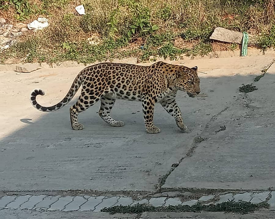 ಕುದೂರು ಸಮೀಪ ನವಗ್ರಾಮದ ಅಜೀಜ್ ಅವರ ಮನೆ ಮುಂದೆ ಚಿರತೆ ಪ್ರತ್ಯಕ್ಷ 