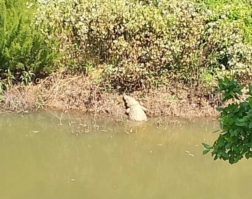 ಸೊರಬ ತಾಲ್ಲೂಕಿನ ಹಿರೇ ಕಲಗೋಡು ಗ್ರಾಮದ ಹದುಗಿನ ಹಳ್ಳದಲ್ಲಿ ಕಾಣಿಸಿಕೊಂಡ ಬೃಹತ್ ಗಾತ್ರದ ಮೊಸಳೆ.