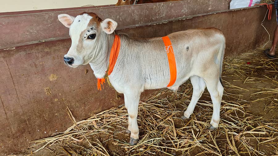 ಹಾವೇರಿ ಜಿಲ್ಲೆಯ ಸ್ಥಳೀಯ ಆಕಳಿನ ಮೂಲಕ ಜನಿಸಿರುವ ಪುಂಗನೂರು ತಳಿಯ ಕರು