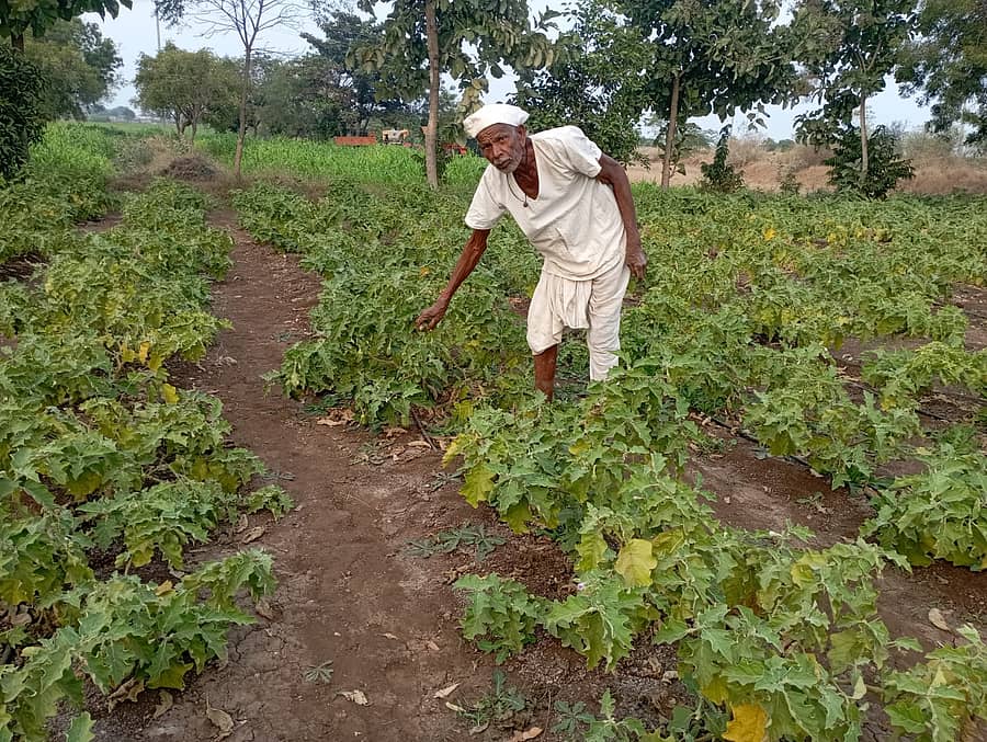 ಹೊರ್ತಿ ಸಮೀಪದ ಕನಕನಾಳ ಗ್ರಾಮದ ರೈತರಾದ ದುಂಡಪ್ಪ ತುಕಾರಾಮ ಪವಾರ ಅವರ ತೋಟದಲ್ಲಿ ಬೆಳೆದಿರುವ ಬದನೆ ಗಿಡಗಳು